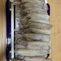 シロイカ