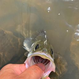 フッコ（マルスズキ）