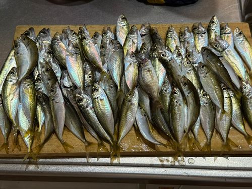 アジの釣果