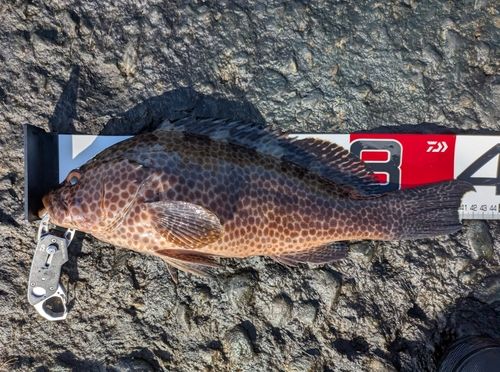 オオモンハタの釣果
