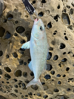 アオチビキの釣果