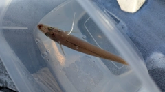 キスの釣果
