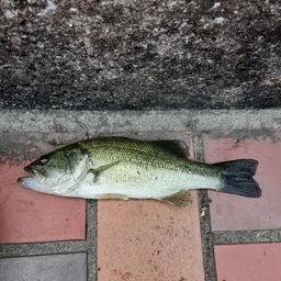 ラージマウスバス