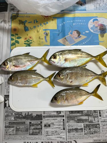 メッキの釣果