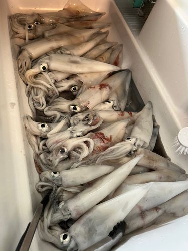 ケンサキイカの釣果