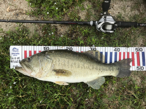 ブラックバスの釣果