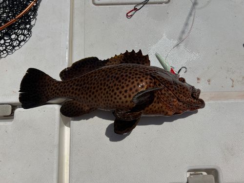 シロブチハタの釣果
