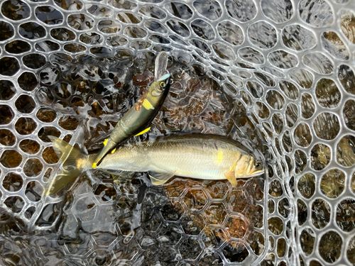 アユの釣果