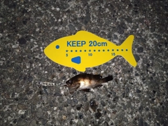 メバルの釣果