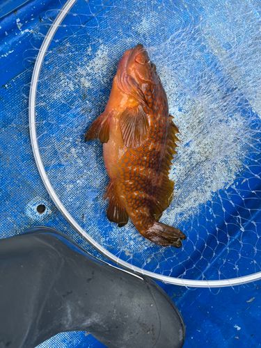 アコウの釣果