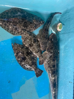 マゴチの釣果