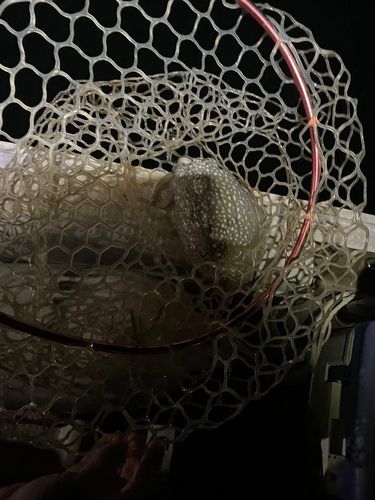 コウイカの釣果