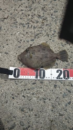 カワハギの釣果