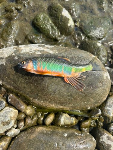 オイカワの釣果