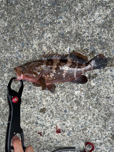ハタの釣果