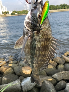 チヌの釣果
