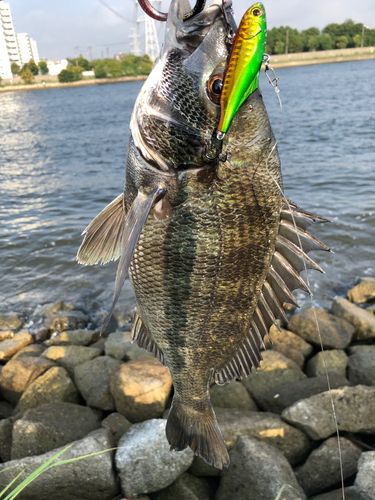 チヌの釣果