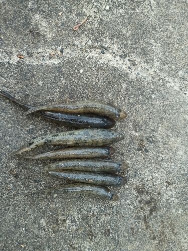ハゼの釣果
