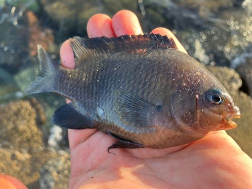 スズメダイの釣果