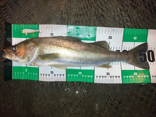 シーバスの釣果