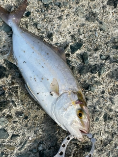 ネリゴの釣果