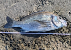 クロダイの釣果