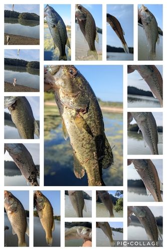 ブラックバスの釣果