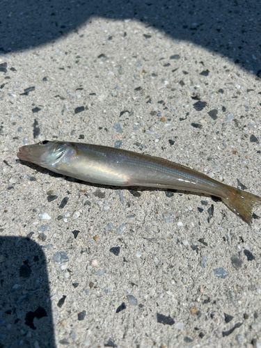シロギスの釣果