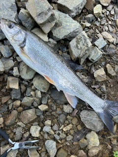 ウグイの釣果
