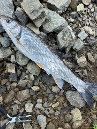 ウグイの釣果