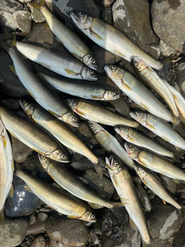 アユの釣果