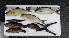 シオの釣果
