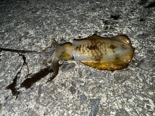 アオリイカの釣果