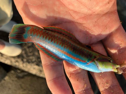 ニシキベラの釣果