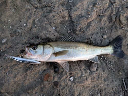 セイゴ（マルスズキ）