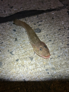 マハゼの釣果