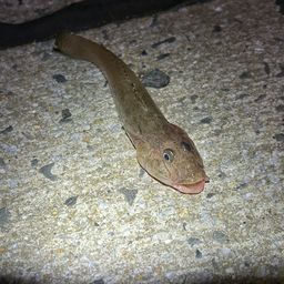 マハゼ