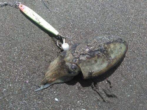 コウイカの釣果