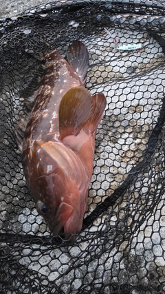 アコウの釣果
