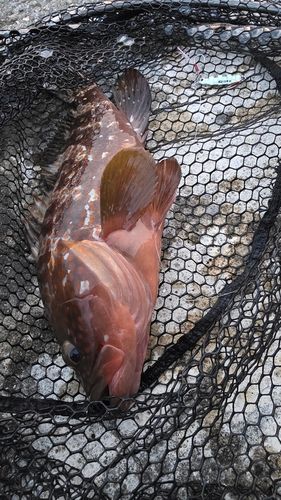 アコウの釣果
