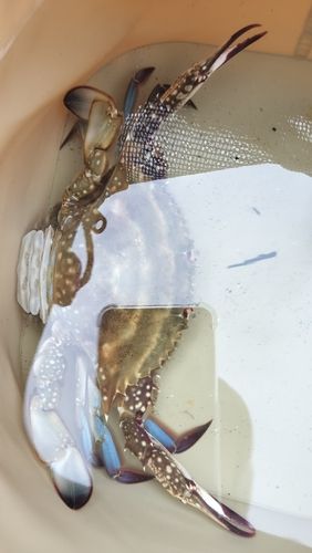 カニの釣果