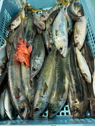 サバの釣果