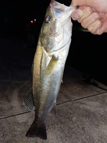 フッコ（タイリクスズキ）の釣果