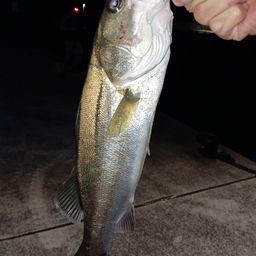 フッコ（タイリクスズキ）