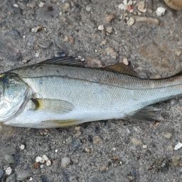 セイゴ（マルスズキ）