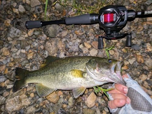 ラージマウスバスの釣果