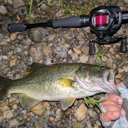 ラージマウスバス