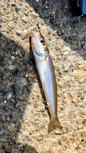 キスの釣果