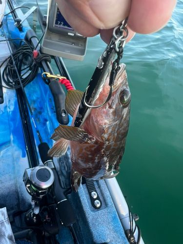 キジハタの釣果