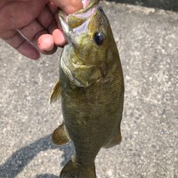 スモールマウスバス